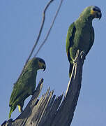 Orange-winged Amazon