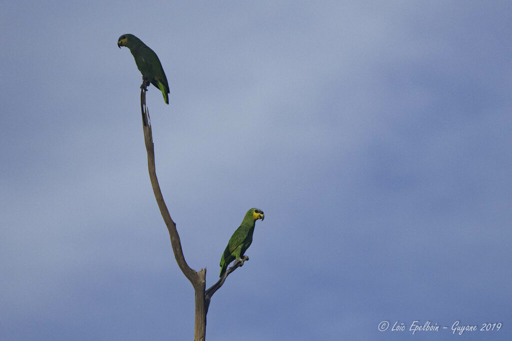 Orange-winged Amazon