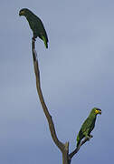 Orange-winged Amazon