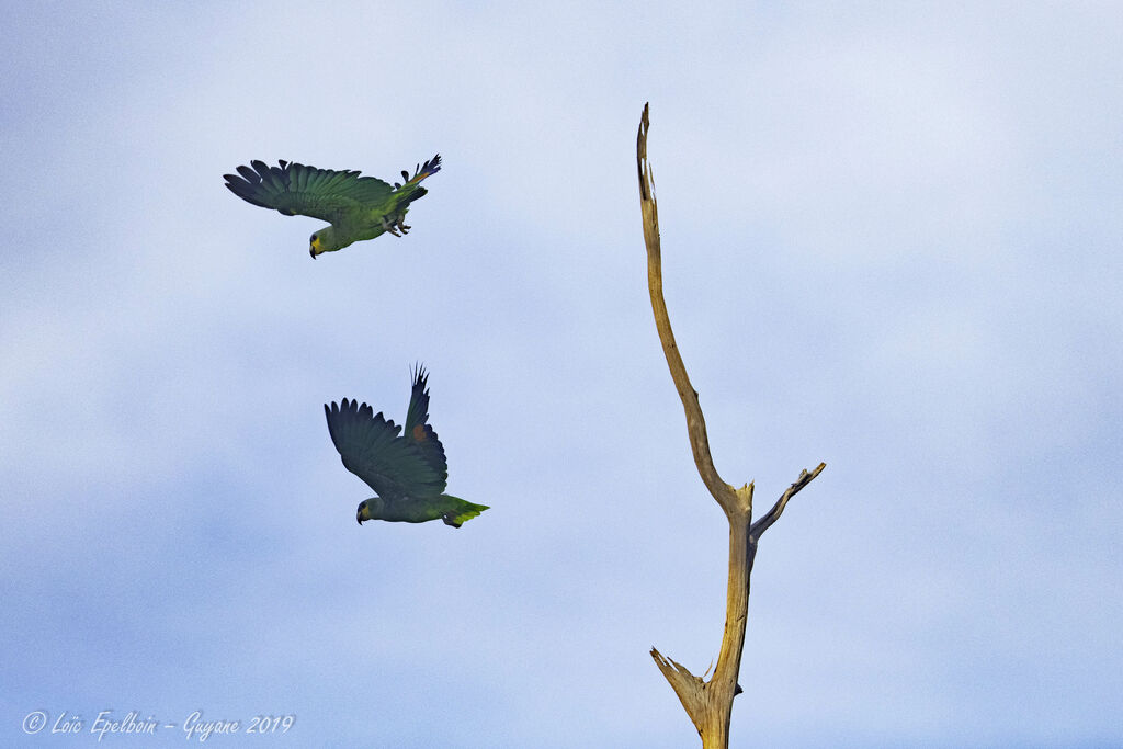 Orange-winged Amazon