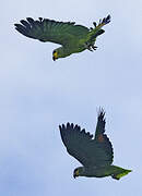 Orange-winged Amazon