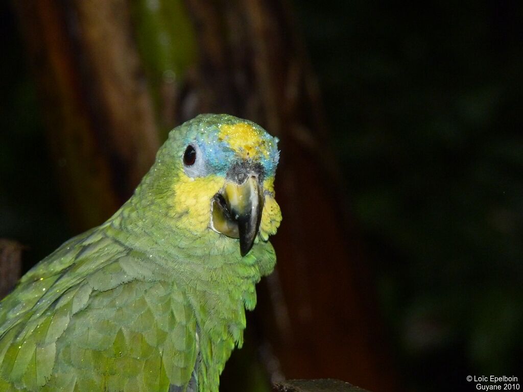 Orange-winged Amazon