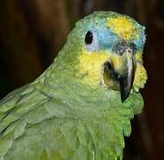 Orange-winged Amazon