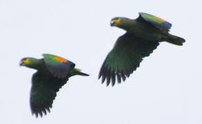 Orange-winged Amazon