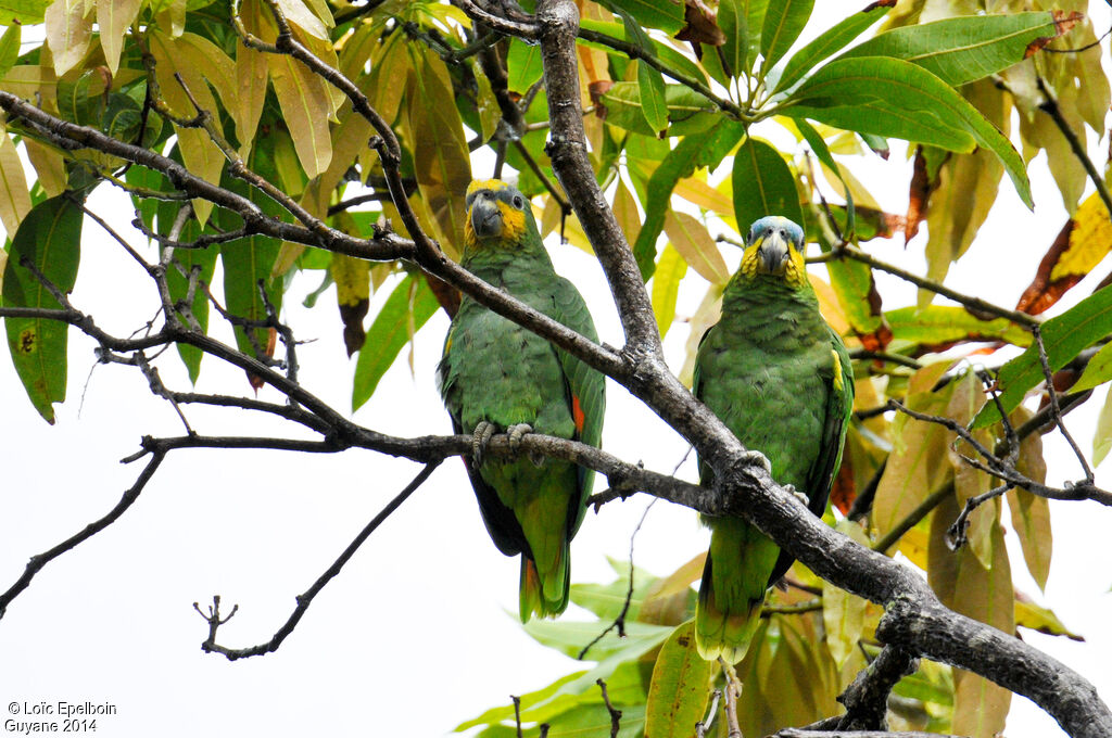 Orange-winged Amazon