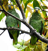 Orange-winged Amazon