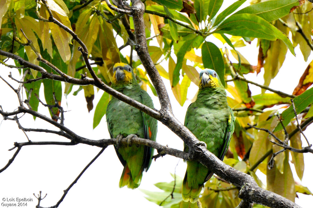 Orange-winged Amazon