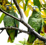 Orange-winged Amazon