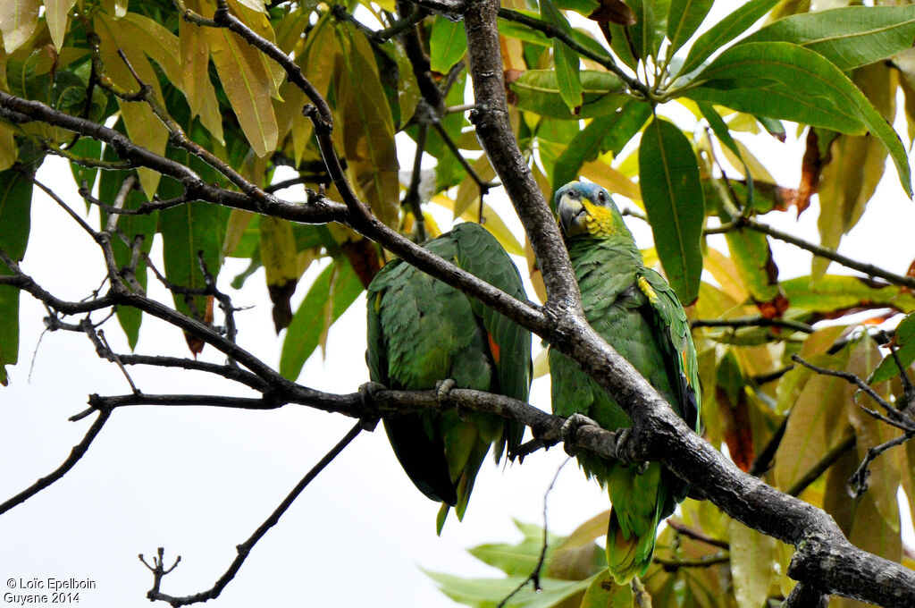 Orange-winged Amazon