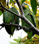 Orange-winged Amazon