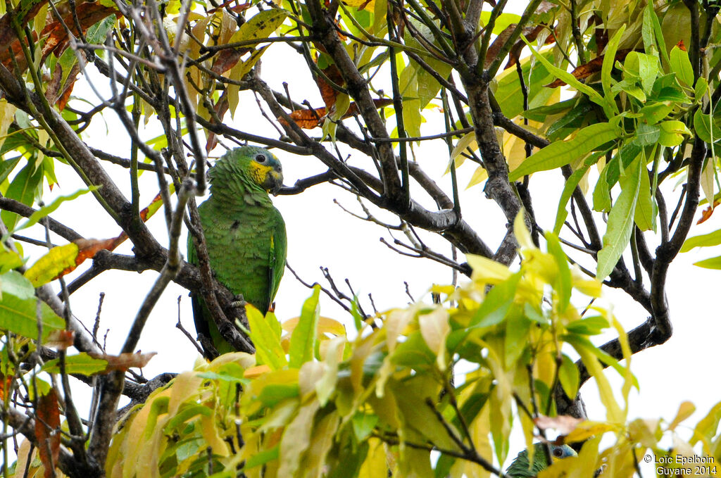 Orange-winged Amazon