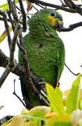 Orange-winged Amazon