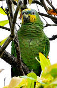 Orange-winged Amazon