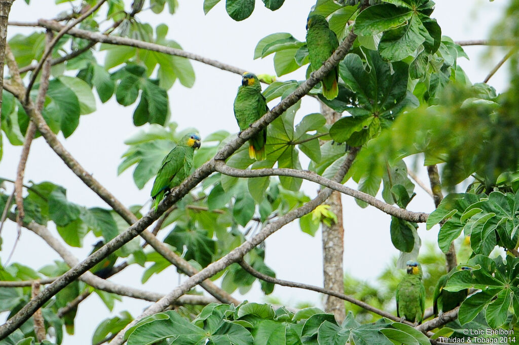 Orange-winged Amazon