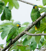 Orange-winged Amazon