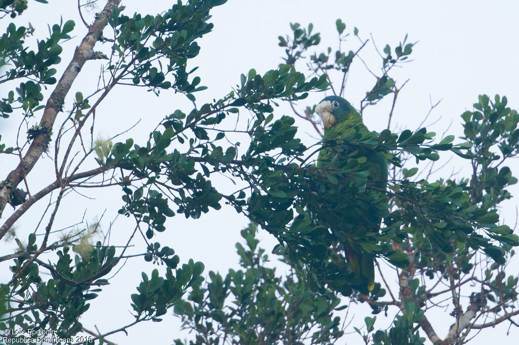 Hispaniolan Amazon