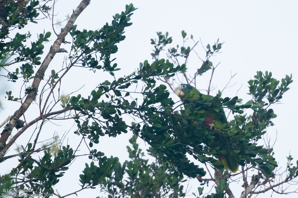 Hispaniolan Amazon