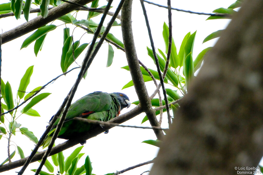 Red-necked Amazon