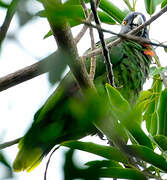 Red-necked Amazon