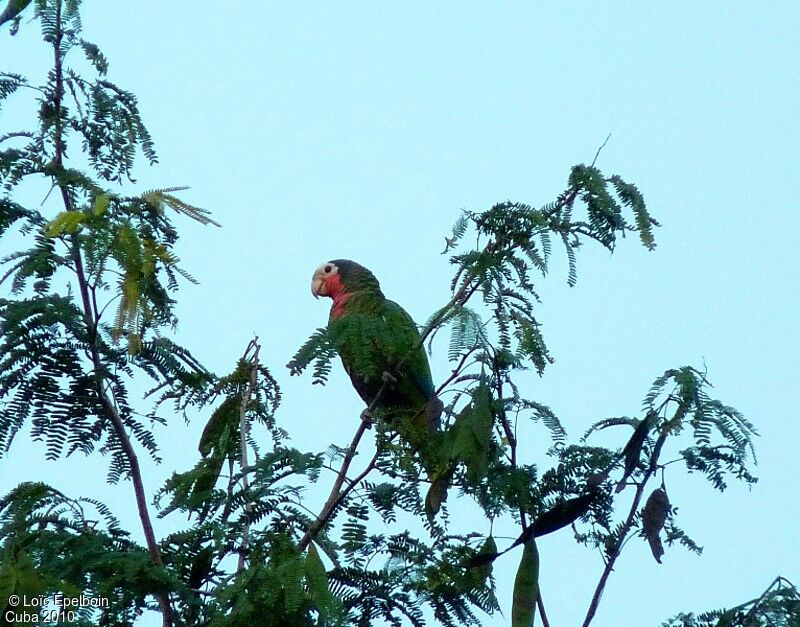 Amazone de Cuba