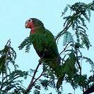 Amazone de Cuba