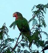 Cuban Amazon