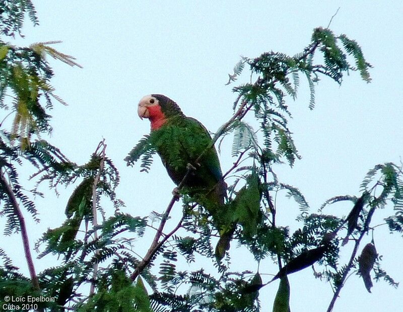 Amazone de Cuba