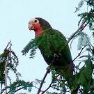 Amazone de Cuba