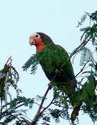 Cuban Amazon