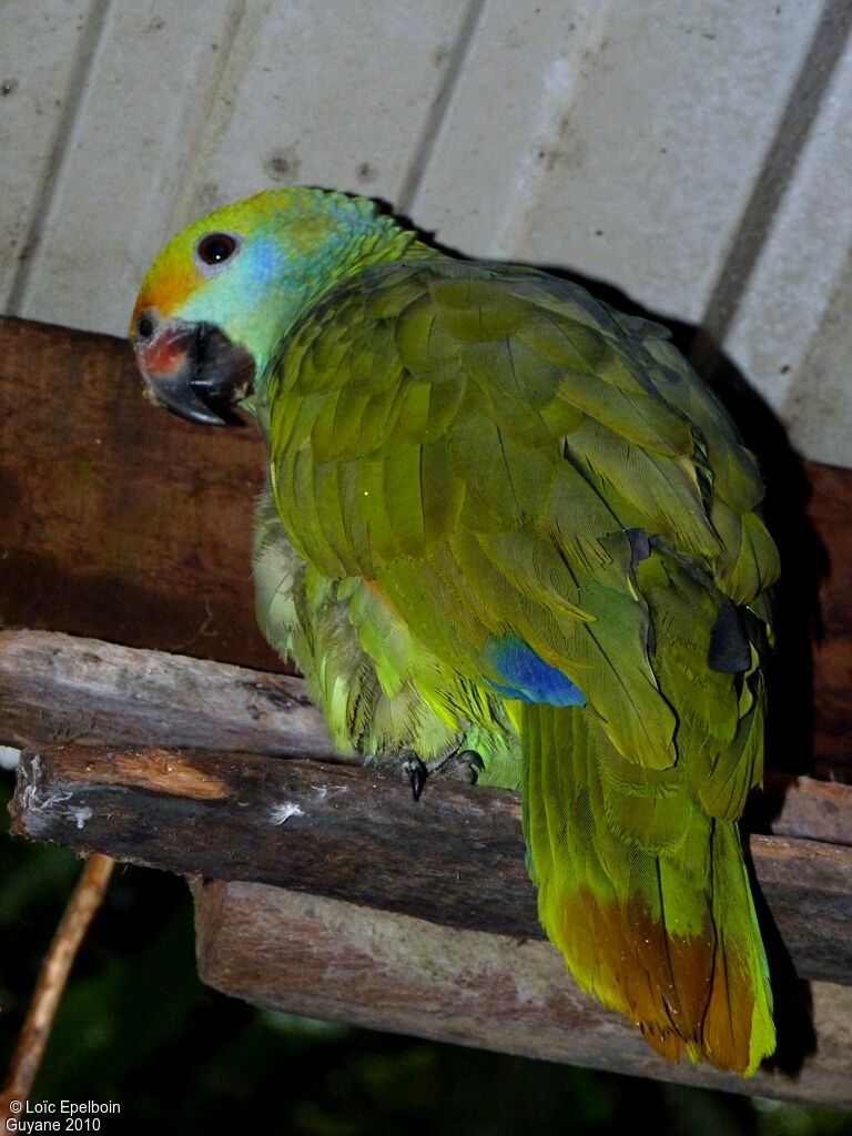 Blue-cheeked Amazon