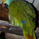 Amazone de Dufresne