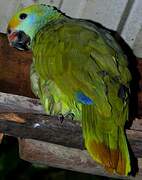 Blue-cheeked Amazon