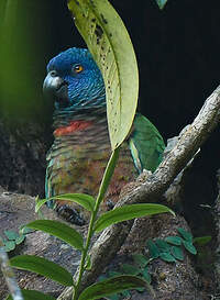 Amazone de Sainte-Lucie