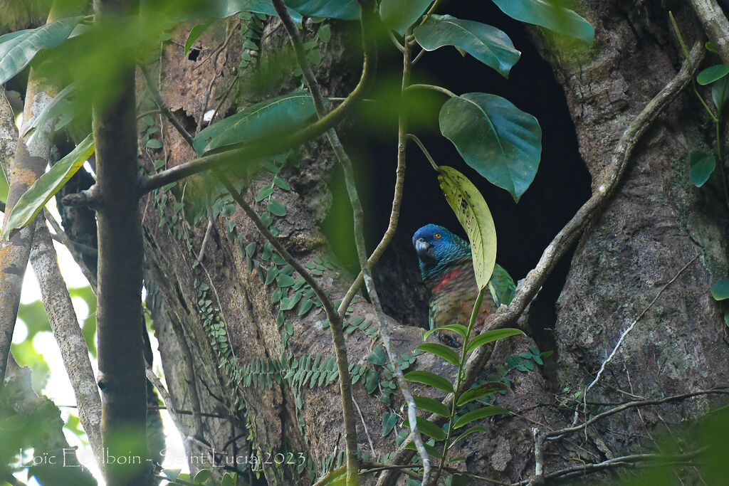 Amazone de Sainte-Lucie