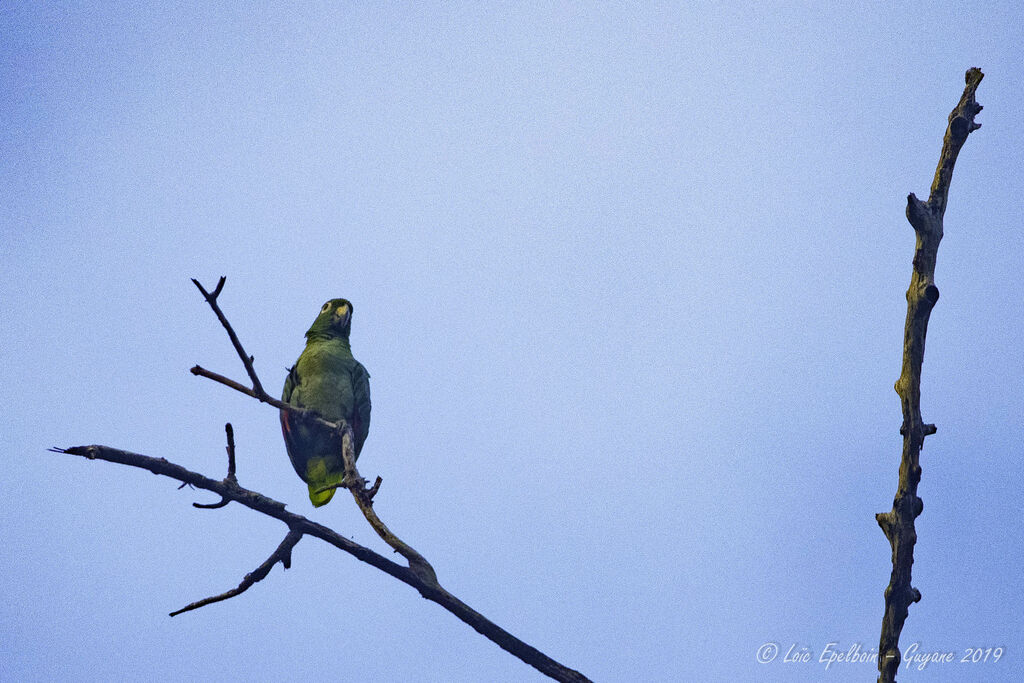 Southern Mealy Amazon