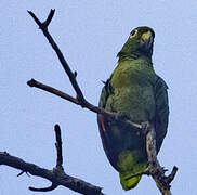 Southern Mealy Amazon