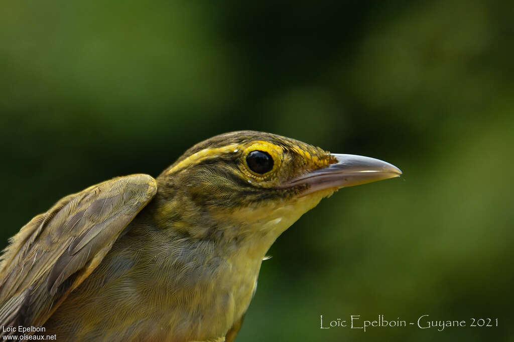 Rufous-rumped Foliage-gleaneradult, close-up portrait