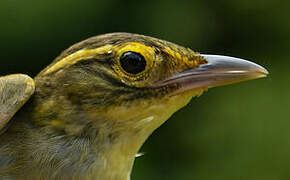 Rufous-rumped Foliage-gleaner