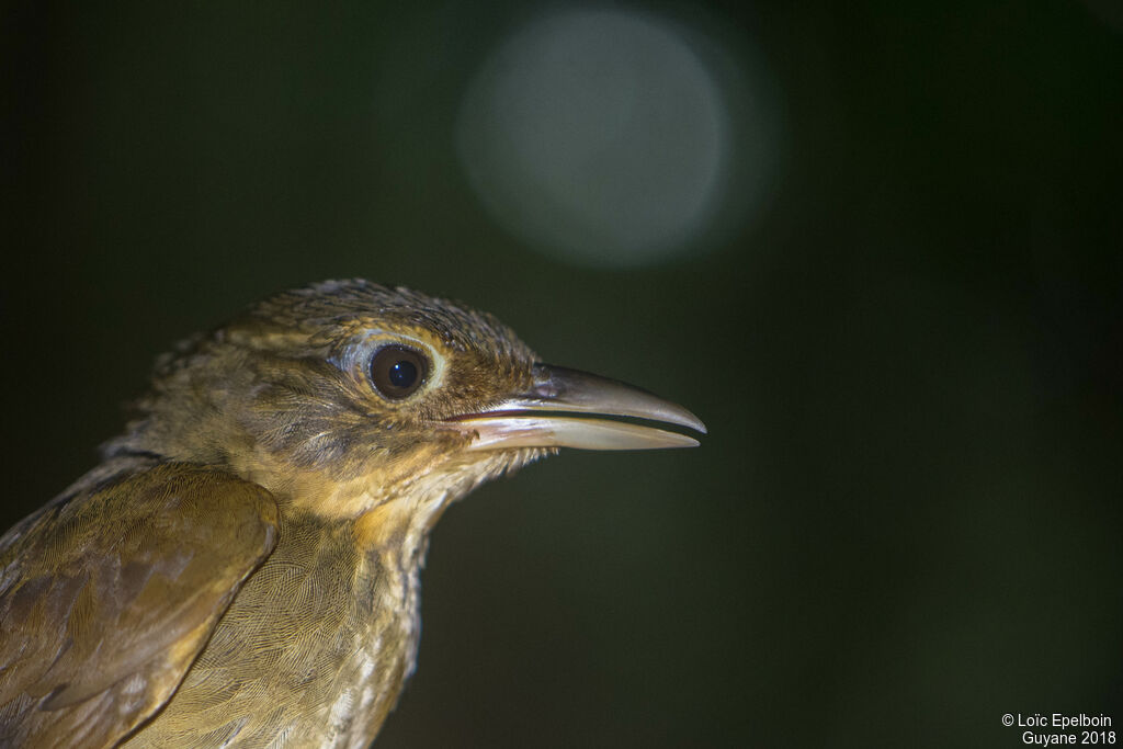 Buff-throated Foliage-gleaner