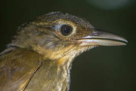 Ochre-throated Foliage-gleaner