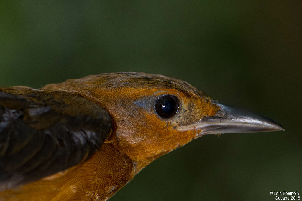 Cinnamon-rumped Foliage-gleaner