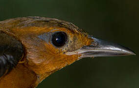 Cinnamon-rumped Foliage-gleaner