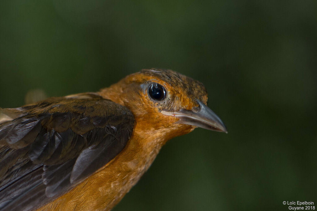 Cinnamon-rumped Foliage-gleaner