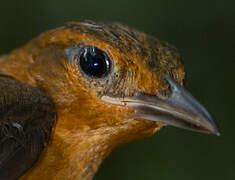 Cinnamon-rumped Foliage-gleaner