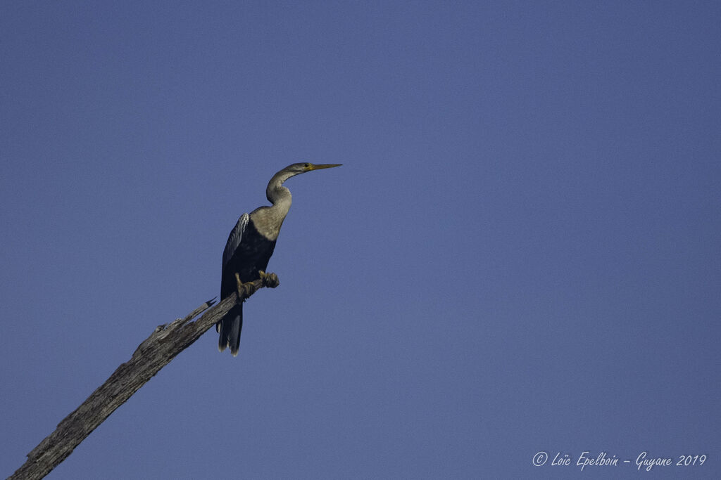 Anhinga d'Amérique