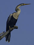 Anhinga d'Amérique