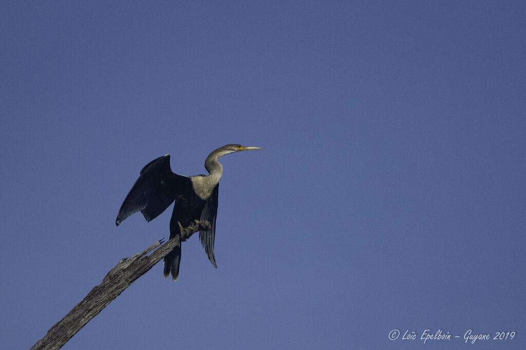 Anhinga