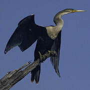 Anhinga