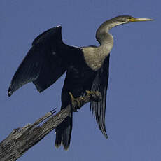 Anhinga d'Amérique