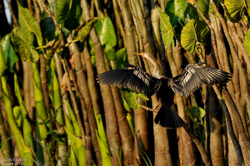 Anhinga d'Amérique